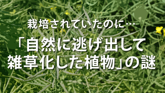 雑草の起源。