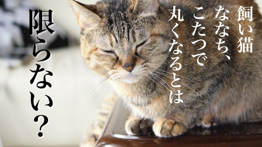 ななちは 猫です