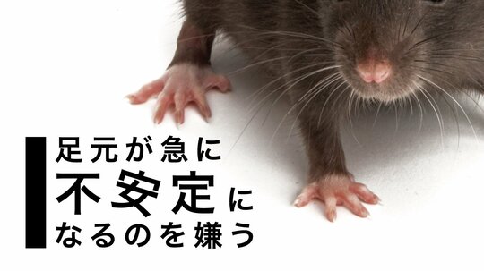 ネズミの観察記録