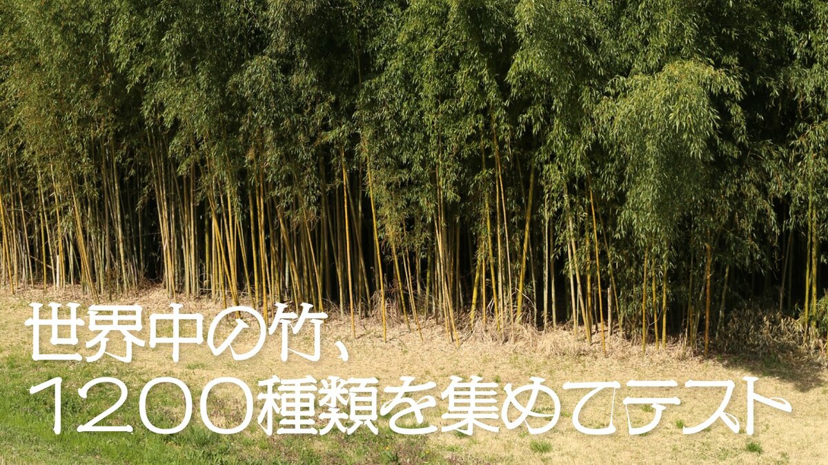 竹の種類特徴 | 女竹とは – 【竹の見分け方】孟宗竹、淡竹、真竹の見分け方 – SJSC