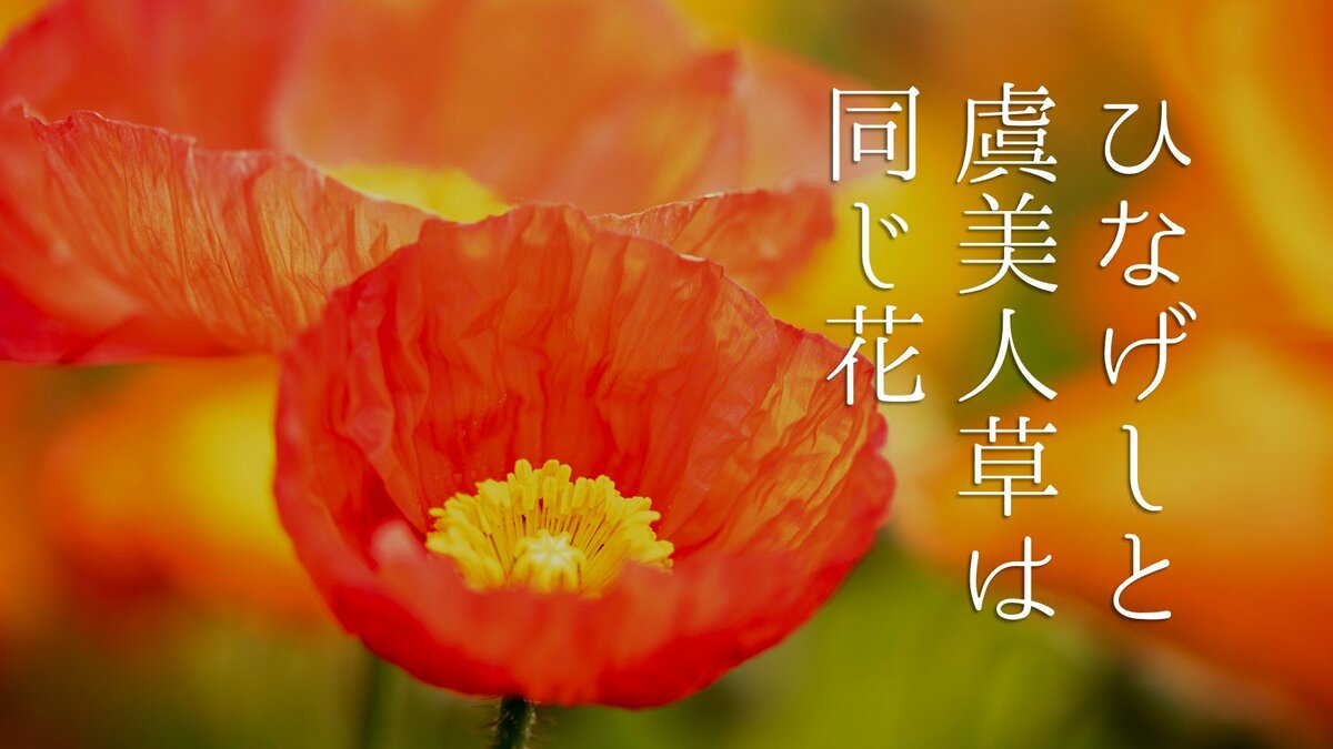 ひなげし」と「虞美人草」は同じ花｜ゴールドライフオンライン