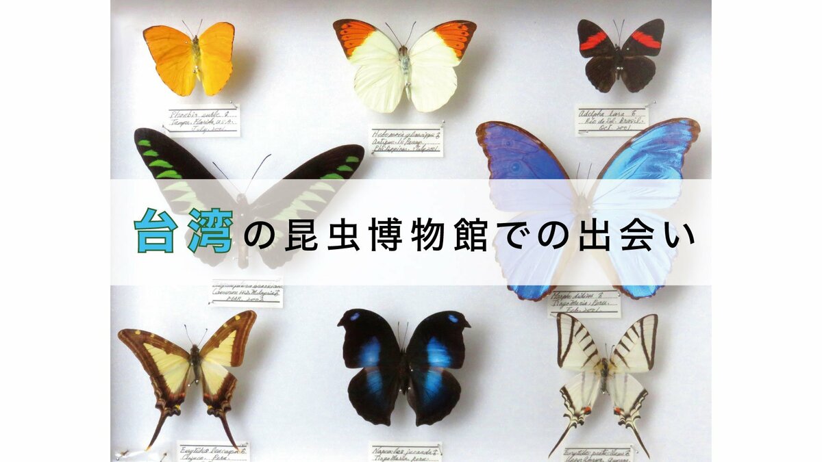 台湾産 蝶標本 焚く レトロ 台湾産 蝶標本 焚く レトロ