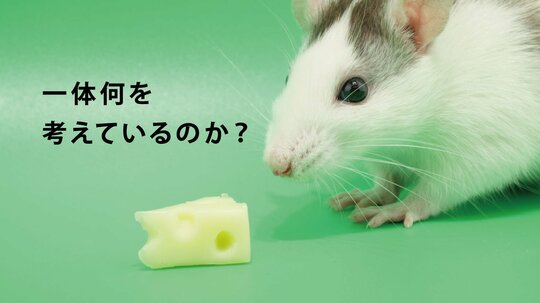 ネズミの捕獲に挑む!