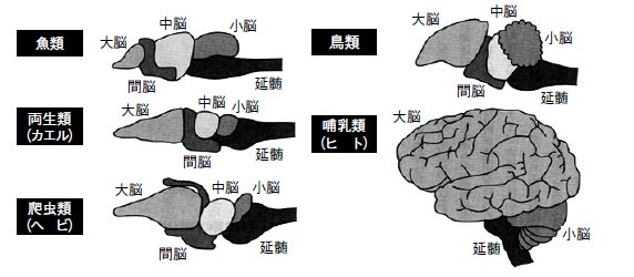 脳の中で情報処理はどう行われているか…複雑な知覚の仕組み | ゴールドライフオンライン