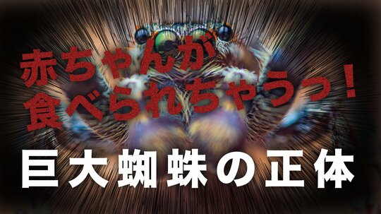 巨大蜘蛛の正体は…!?