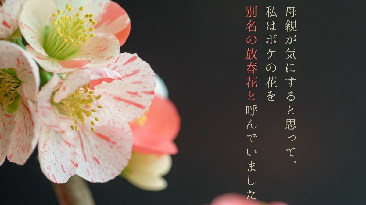 母親が気にすると思って、私はボケの花を別名の放春花と呼んでいました