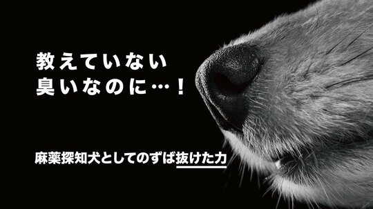 MDMAの錠剤を発見!