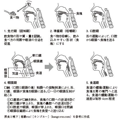 【解説】嚥下のメカニズムを知り、誤嚥予防に役立てよう! | 幻冬舎ゴールドライフオンライン